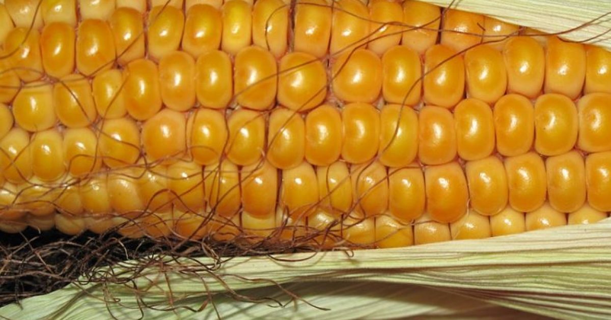 corn PD