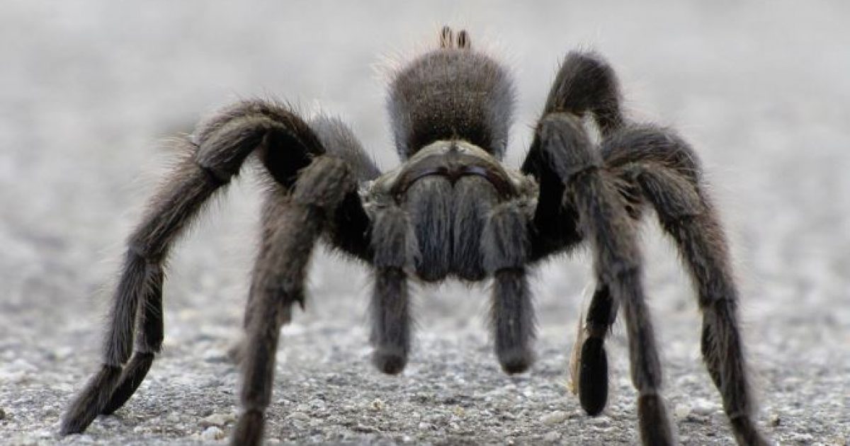 tarantula PD