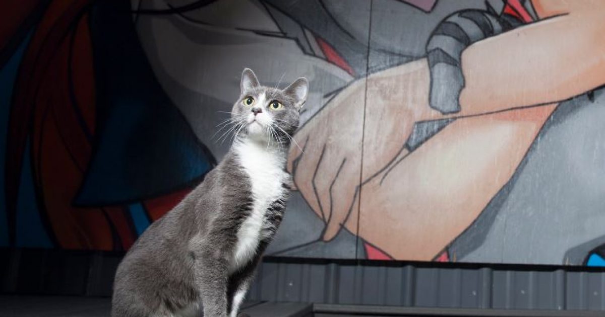 pussy cat