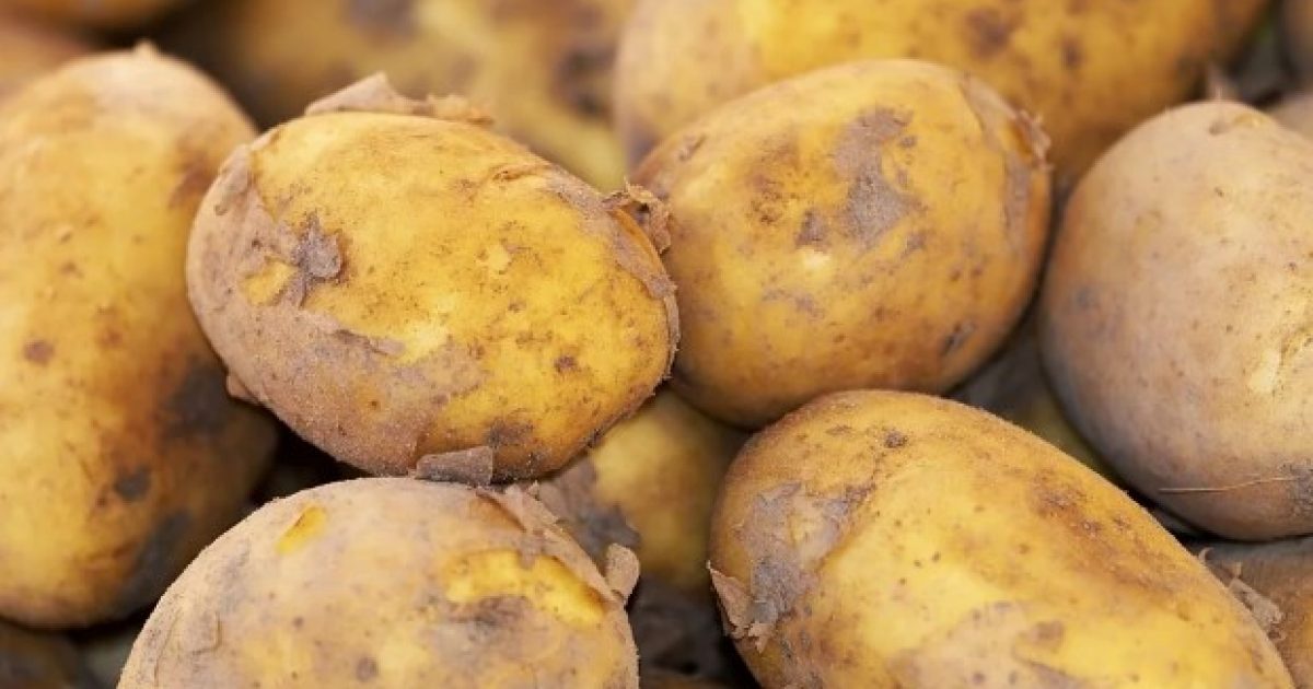 potato PD