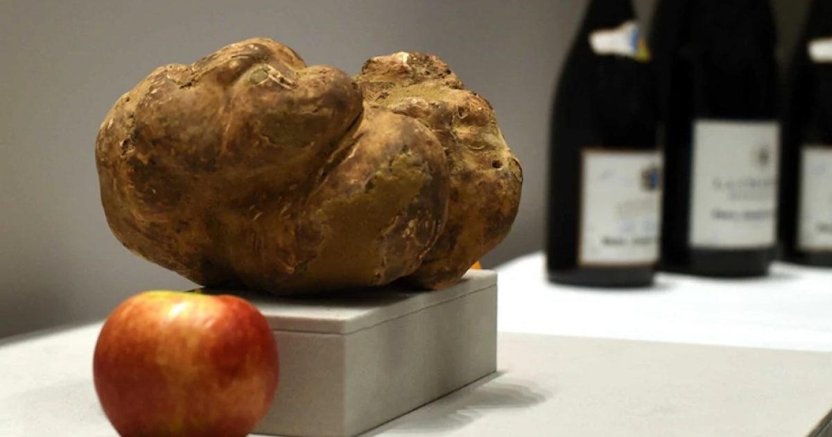 Historic white truffle