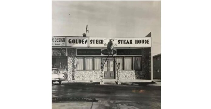 steer